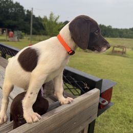 Orange - Liver and white male German Shorthaired Pointer puppy in Ozark, Alabama from Judy Creek GSP's
