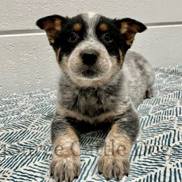 Australian Cattle Dog and Pembroke Welsh Corgi Puppies from 4Surge Cattle Dogs