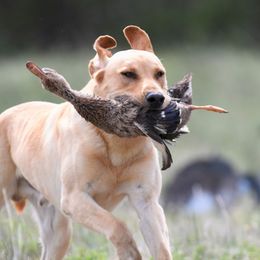 Labrador Retrievers from Catherine Creek Labradors