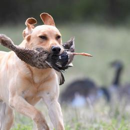 Labrador Retrievers from Catherine Creek Labradors