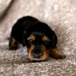 Milo - Black and tan male Dachshund puppy in El Dorado Hills, California from Golden Hill Dachshunds