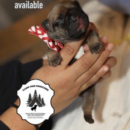 French Bulldog Puppies from Camp Fine Frenchies