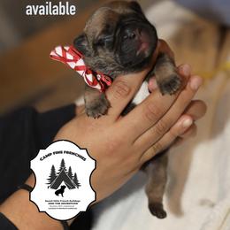 French Bulldog Puppies from Camp Fine Frenchies