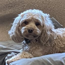 Bailey - Cockapoo