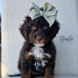 Gale - Brown and white female Bernedoodle puppy in Owasso, Oklahoma from Kallams Bernedoodles & Bernese Mountain Dogs