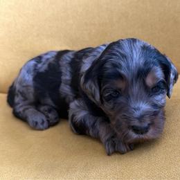 Rosita - Merle female Goldendoodle puppy in Spokane, Washington from Goldendoodles on the Prairie