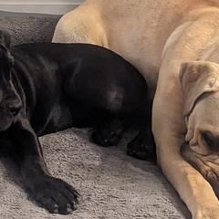 Boerboels from Iron Jaw Boerboels, LLC