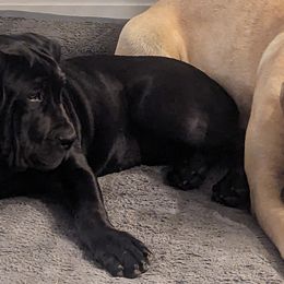 Boerboels from Iron Jaw Boerboels, LLC