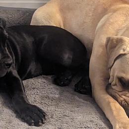 Boerboels from Iron Jaw Boerboels, LLC