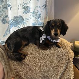 Leo - Dachshund