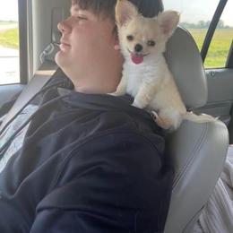 Chihuahua All Grown Up from Home Grown Chihuahuas From Iowa