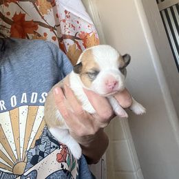 Girl 1 - Red female Pembroke Welsh Corgi puppy in Chino Valley, Arizona from Blecker Kennel