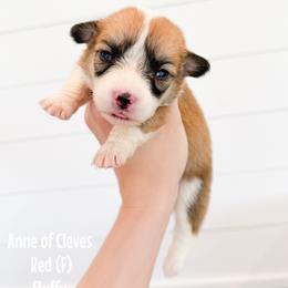 Red - Anne of Cleves (fluffy) - Red female Pembroke Welsh Corgi puppy in Milan, Georgia from Williams’ Welsh Corgis LLC