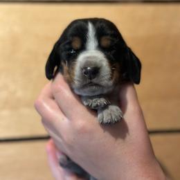 Male 1 - Black brown and white male Basset Hound puppy in Lindley, New York from Hill Top Basset Hounds & Cane Corso