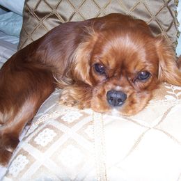 Cavalier King Charles Spaniel Puppies from Redwood Forest Cavaliers