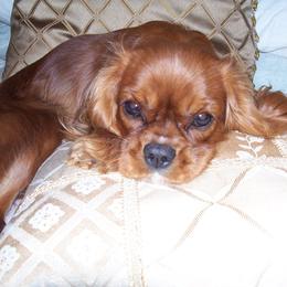 Cavalier King Charles Spaniel Puppies from Redwood Forest Cavaliers