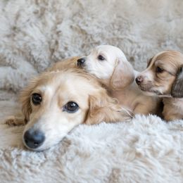 Dachshund Puppies from CTX Doxies