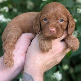 Cedar - Red male Cavapoo puppy in Coshocton, Ohio from Forever Family Puppies