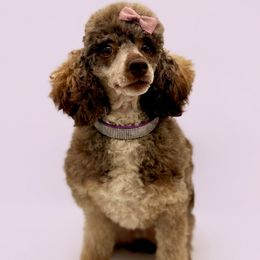 Violet - Poodle