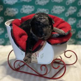 Boy 7 - male Goldendoodle puppy in Westminster, South Carolina from Goldendoodlepuppiessc