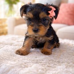 Brooke - Black and tan female Yorkshire Terrier puppy in Cleveland, Georgia from Velvet Crown Yorkies