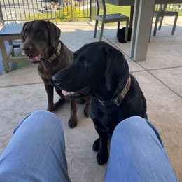 Labrador Retriever All Grown Up from Luxury Labradors