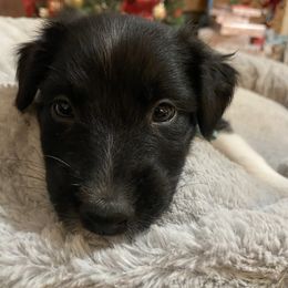 Boy 6 - Black Australian Shepherd puppy in Monroe, North Carolina from Dreamland Aussies & Poodles