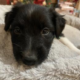 Boy 6 - Black Australian Shepherd puppy in Monroe, North Carolina from Dreamland Aussies & Poodles