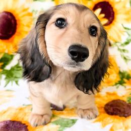 Dash 3500 - Cream male Dachshund puppy in Sylvania, Alabama from Yancey’s Doxies