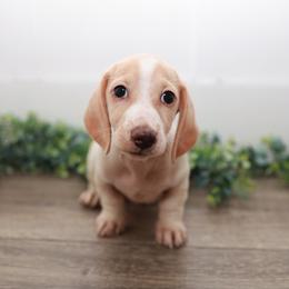 MATER - Cream male Dachshund puppy in Indiantown, Florida from Turquoise River Minature Dachshunds