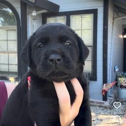 Blue Collar - Black male Labrador Retriever puppy in Galt, California from On My Side Kennels