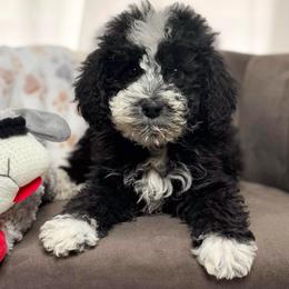 Jan - Red Collar Female - Black and white female Bernedoodle puppy in Peoria, Arizona from Wroth's Pawsibilities