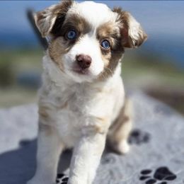 Shalah - Red merle female Miniature Australian Shepherd puppy in Visalia, California from Puddles True Mini Aussies