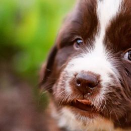 Lilac - White and brown Newfoundland puppy in Madison, Wisconsin from Riddle Family Newfoundland