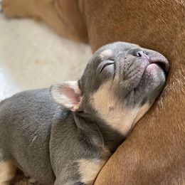 French Bulldogs from Family of Frenchies