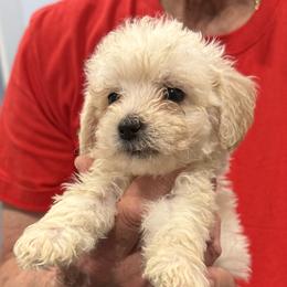 Iris - Cream female Goldendoodle puppy in Springfield, Pennsylvania from Lesher Goodwin Goldendoodles