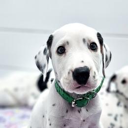 Mowgli - White and black male Dalmatian puppy in Gray, Georgia from Fuller Spots