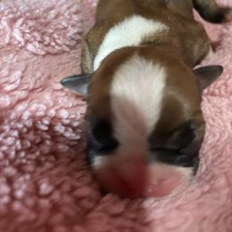 Pumpkin - Red female Boston Terrier puppy in Johnstown, Colorado from R&M Bostons