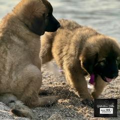 Leonberger Puppies from Bigfoot Leonberger Ranch