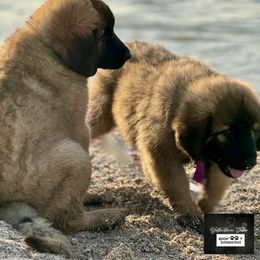 Leonberger Puppies from Bigfoot Leonberger Ranch