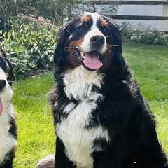 Bernese Mountain Dogs from Farmdale Bernese Mountain Dogs