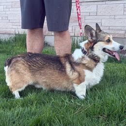 Toast - Pembroke Welsh Corgi