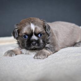 Indigo - Gold and white male Shih Tzu puppy in Montrose, Colorado from Nana's Happy Pups