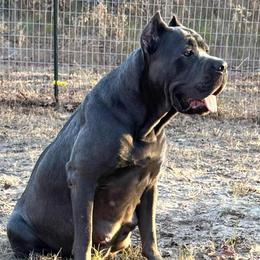 Lexa - Cane Corso