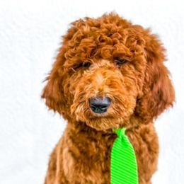 Bernedoodles and Poodles from WWBar Bernedoodles
