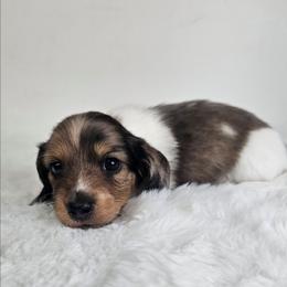 Red dapple piebald male (3208.56) - Dapple male Dachshund puppy in Belle Rive, Illinois from Akin's Miniature Dachshunds, LLC