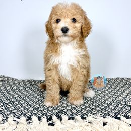 Aussiedoodle, Bernedoodle, Double Doodle, and Goldendoodle Puppies from Dandy Doodle Ranch