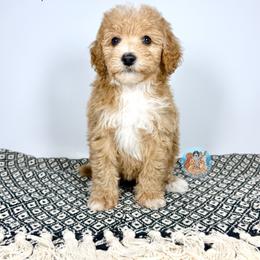 Aussiedoodle, Bernedoodle, Double Doodle, and Goldendoodle Puppies from Dandy Doodle Ranch