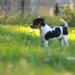 Minnie - Tri-color female Jack Russell Terrier puppy in Graham, Washington from Ethical Jacks
