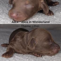 Alice - Alice in Wonderland Theme Litter. - Chocolate and tan female Dachshund puppy in Woodland, Washington from SJs Dachshunds